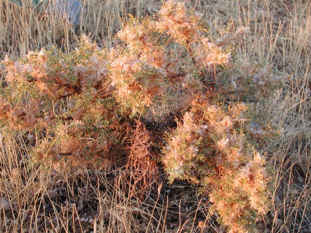 Malatya Sürgü kasabası'ndan