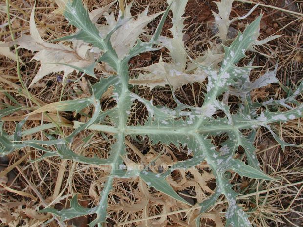 Malatya Sürgü kasabası'ndan