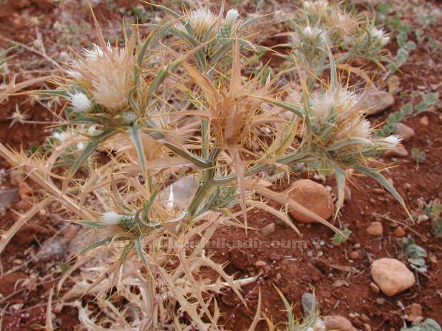 Malatya Sürgü kasabası'ndan